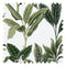Paradiso Fabric in Leaf Green
