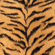 Fur-real Tiger Wallpaper in Siberian Orange and Bengal Black